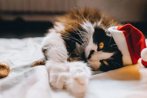 Black cute cat in red hat looking at camera cozy at home. Christmas new year  Stock Photos