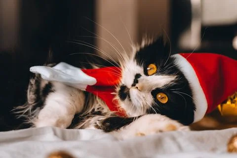 Black cute cat in red hat looking at camera cozy at home. Christmas new year  Stock Photos