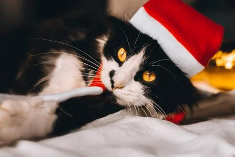 Black cute cat in red hat looking at camera cozy at home. Christmas new year  Stock Photos