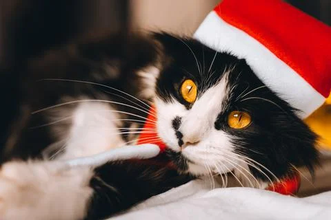 Black cute cat in red hat looking at camera cozy at home. Christmas new year  Stock Photos