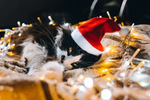 Black cute cat in red hat looking at camera cozy at home. Christmas new year  Stock Photos