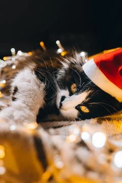 Black cute cat in red hat looking at camera cozy at home. Christmas new year  Stock Photos