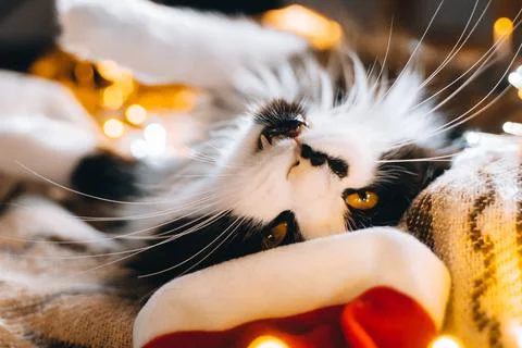 Black cute cat in red hat looking at camera cozy at home. Christmas new year  Stock Photos