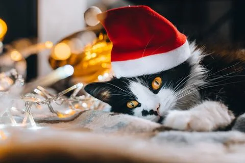 Black cute cat in red hat looking at camera cozy at home. Christmas new year  Stock Photos