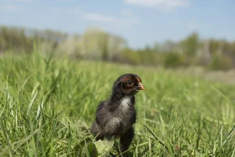Black cute chicken Stock Photos