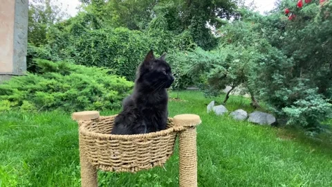 Black cute kitten in a cat basket against a background of nature in the garden. Stock Footage 287140433