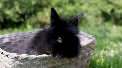 Black cute little rabbit inside basket on green grass in park. Stock Footage 242594215