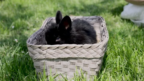 Black cute little rabbit inside basket on green grass in park. Stock Footage 242594216