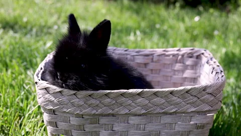 Black cute little rabbit inside basket on green grass in park. Stock Footage 242594217