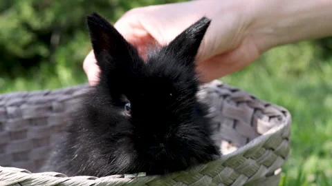 Black cute little rabbit inside basket on green grass in park. Stock Footage 242594225