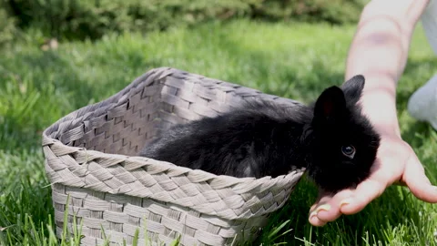 Black cute little rabbit inside basket on green grass in park. Stock Footage 242594251