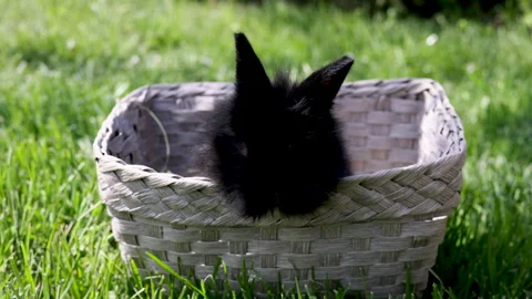 Black cute little rabbit inside basket on green grass in park. Stock Footage 242594256