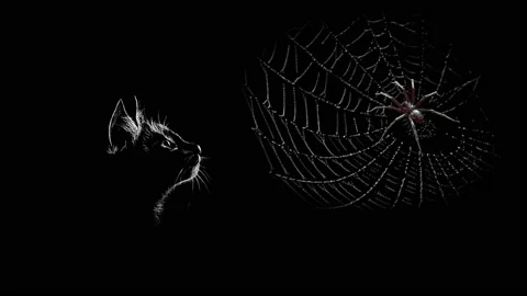 Black cute sitting cat kitten face head looking on hanging spider Stock Footage 145349687