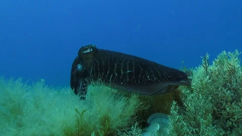 Black Cuttlefish Video stock 96856100