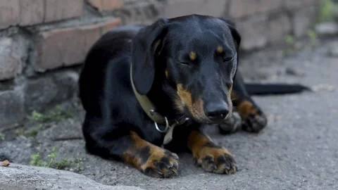 Black dachshund 1 Stock Footage 154427360