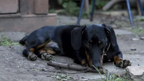 Black dachshund 2 Stock Footage 154427363