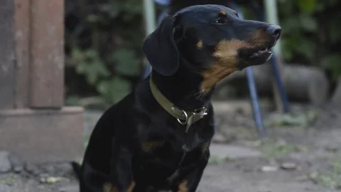 Black dachshund barks Video stock 154427368