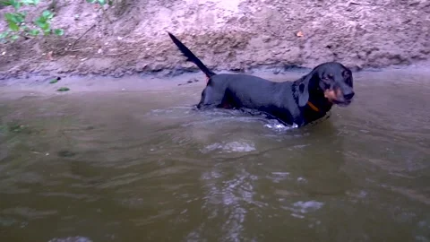 Black dachshund dog with brown Видео 281717064