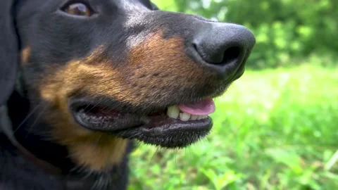 Black dachshund dog Video stock 154374068