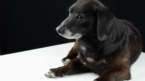 Black dachshund Stock Footage 116662813