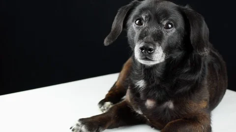 Black dachshund Stock Footage 116665207