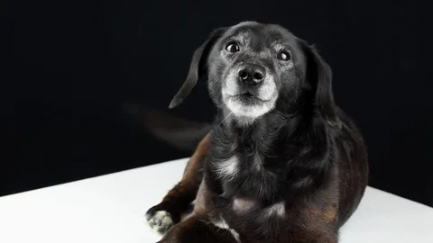 Black dachshund Stock Footage 116666343