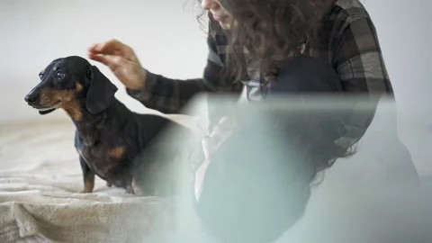 Black dachshund Video stock 147253940