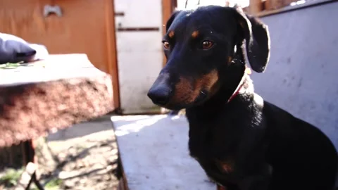 Black dachshund Stock Footage 154426943