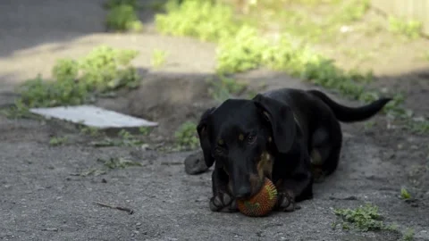 Black dachshund Stock Footage 154427369