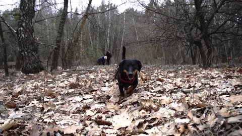 Black dachshund in the forest Stock Footage 154426930