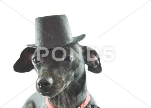 Black dachshund wearing tophat Stock Photos