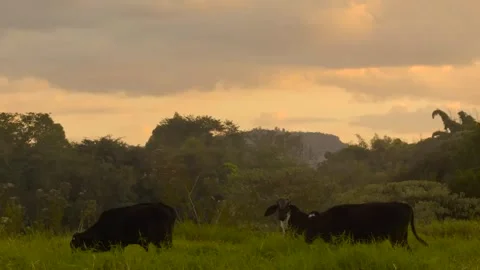 Black Dairy Cows Grazing in Lush Green Pasture at Sunset – Wide Static Shot Stock Footage 345773875