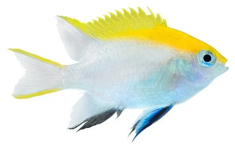 Black damselfish Foto stock