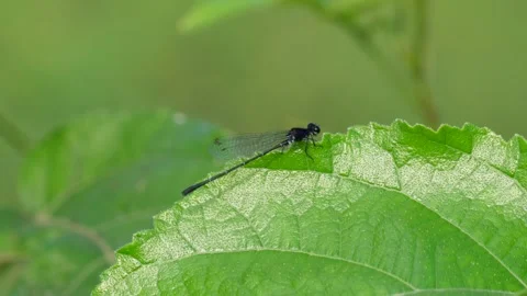 Black damselfly perched Stock Footage 320004568