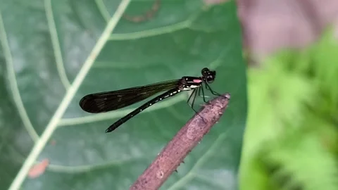 Black damselfly perching on twig Vídeos de archivo 346544587