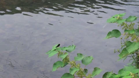 Black Damselfly Resting on Green Leaf by Clear Stream Video stock 345978718