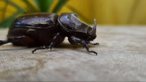 Black Dark Rhino Beetle Stock Footage 296045787