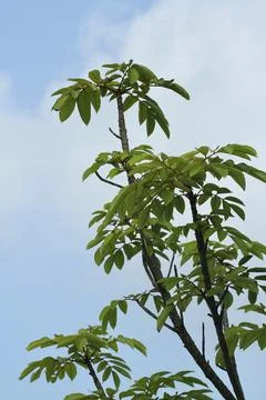 Black darter tree Stock Photos