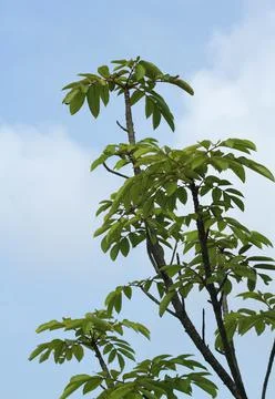 Black darter tree Stock Photos