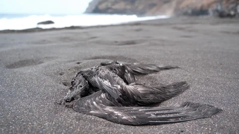 Black dead bird lies on the beach with black volcanic sand Stock Footage 119731925