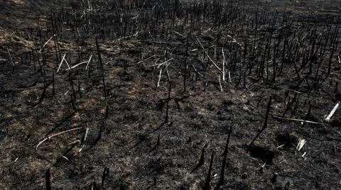 Black dead burned field Stock Photos