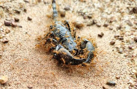 A Black dead scorpion that eats ants Stock Photos