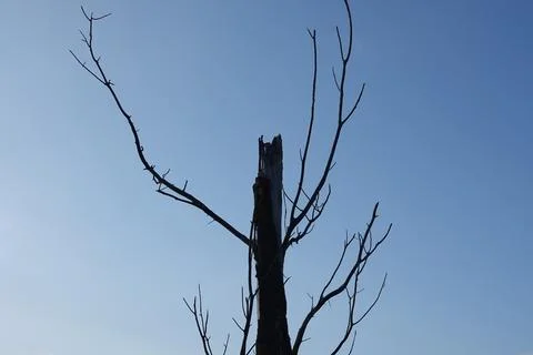 Black dead tree on sky background. wood felling and pruning Stock Photos
