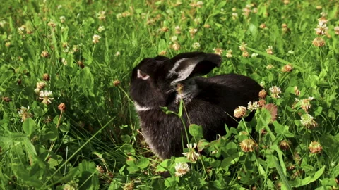 A black decorative rabbit is eating clover in a sunny meadow Stock Footage 253357606