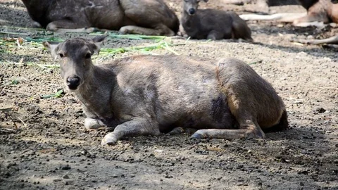 Black Deer Stock-Footage 73817425