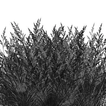 Black Dense Grass Silhouette Border On White Background Stock Photos