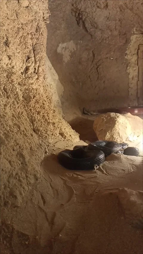 Black Desert Cobra Snake Inside Vivarium at Temara Zoo Morocco Stock Footage 343959473