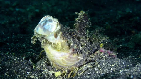 Black Devil Scorpionfish Yawning Stock Footage 59834126
