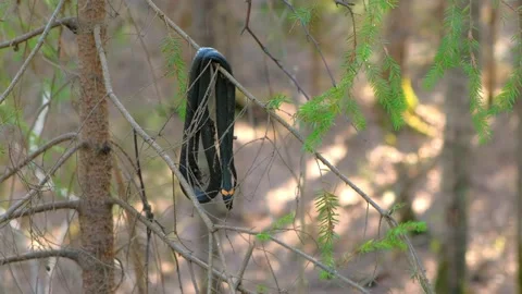 Black died snake natrix is hanging on pine branch in forest. Stock Footage 135995268