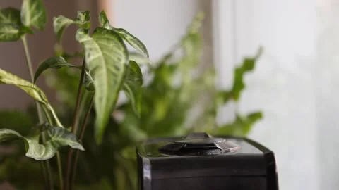 Black diffuser with home plants. Stock Footage 182438728